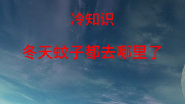 冷知识:冬天蚊子都去哪里了