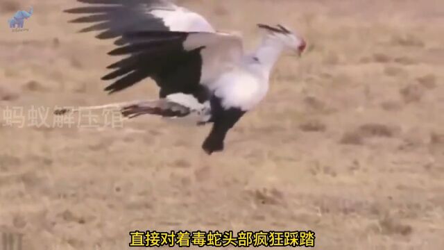 大型陆栖猛禽:蛇鹫!毒蛇的活阎王!神奇动物在野生动物零距离动物动物解说