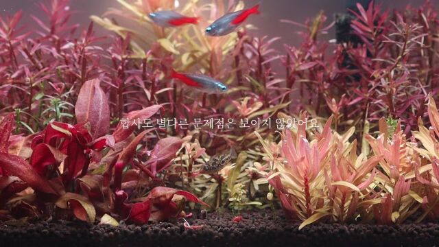 装满迷你河豚的荷兰式植物水族馆 #3 鱼缸