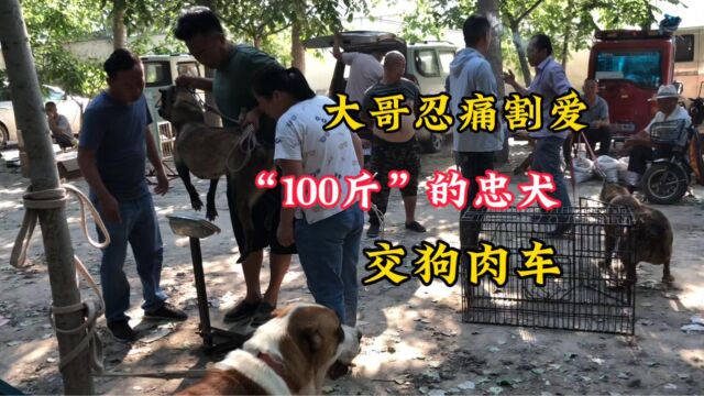 大哥忍痛割爱,“100斤”的忠犬交狗肉车了,狗:主人你是真狗