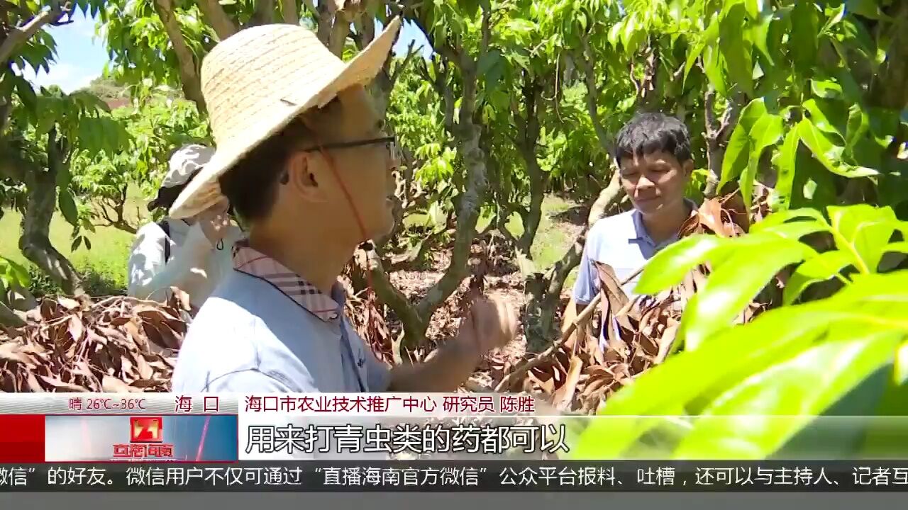 今日小暑:琼岛西北部高温霸屏 多地需加强森林防火