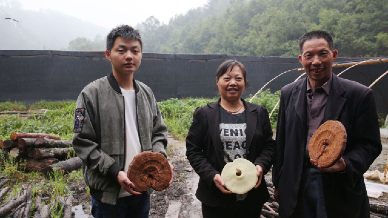 浙江夫妻到陕西大山里种灵芝,吸引上大学的儿子到灵芝大棚实习