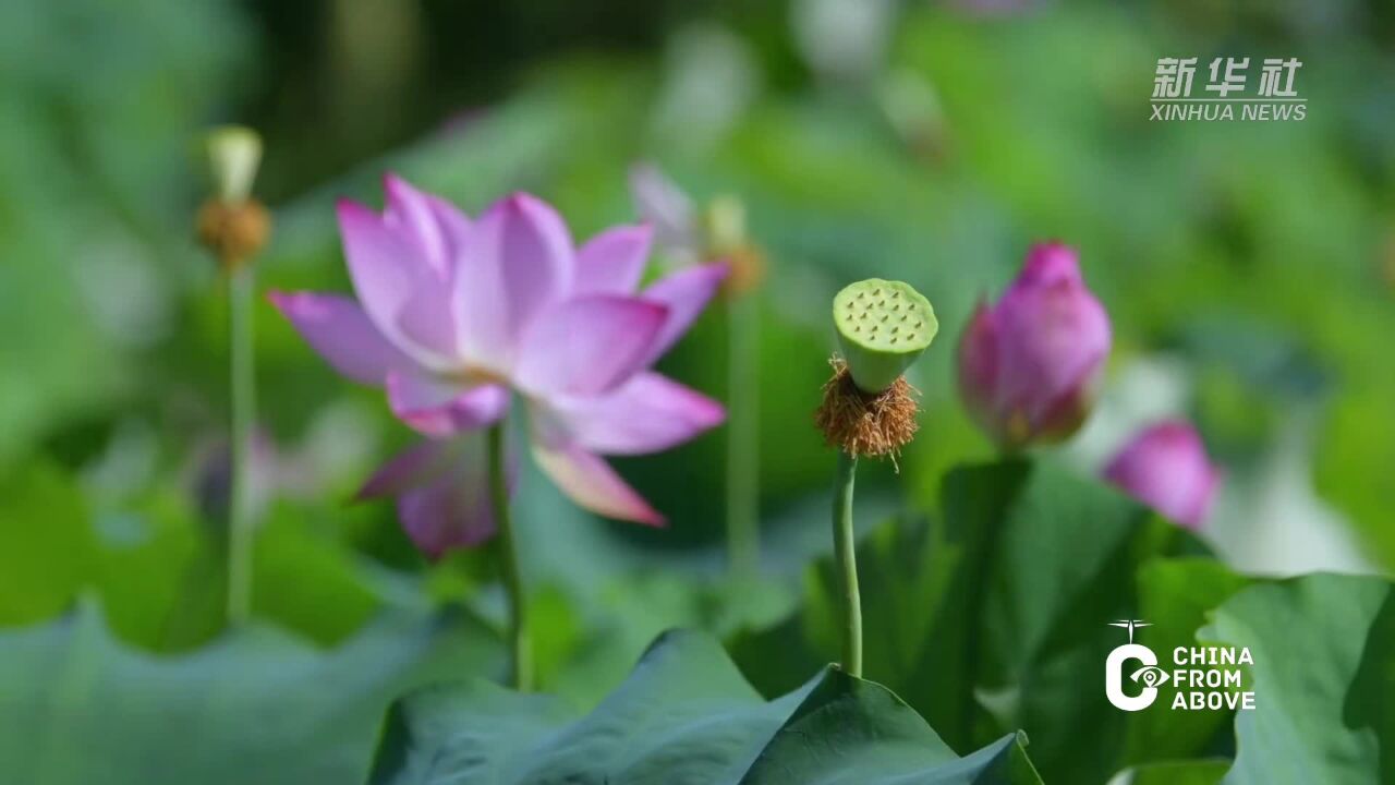 瞰中国|湖南南岳:荷花绽放 景美如画