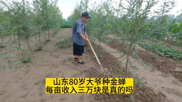 山东80岁大爷种金蝉,每亩收入三万块钱是真的吗