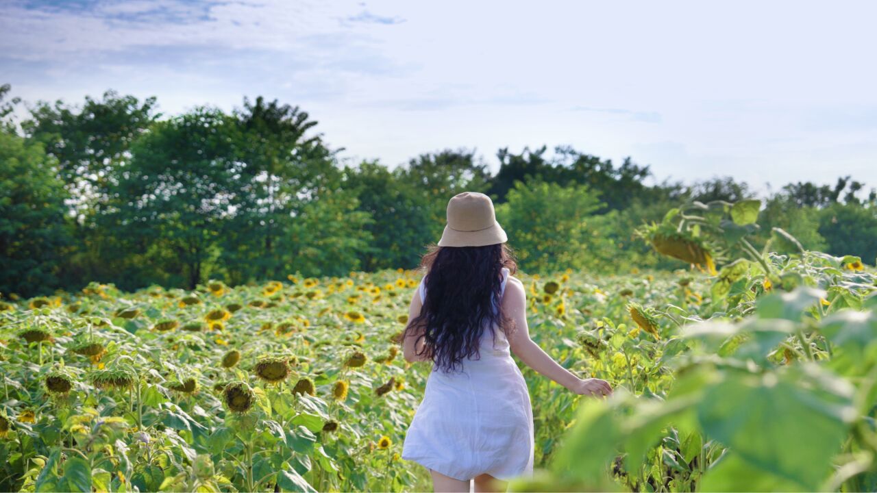 骑上单车,遇见今夏最美的向日葵花海