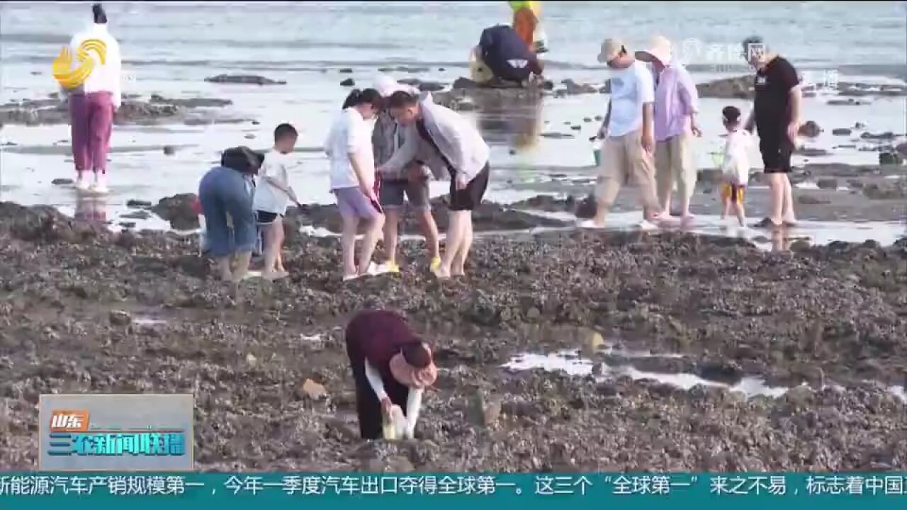 文登赶海文化节启动,赶海、摸鱼、套鸭子,多彩活动吸引各地游客