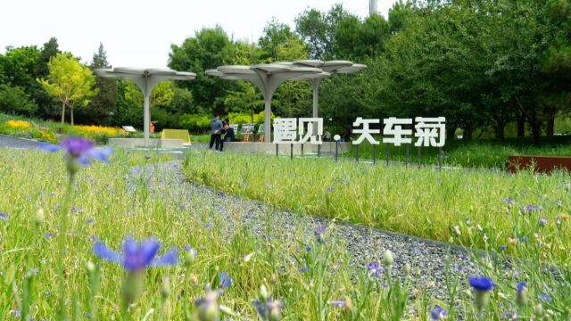 大众花园保护城市生物多样性,助力社区的可持续发展