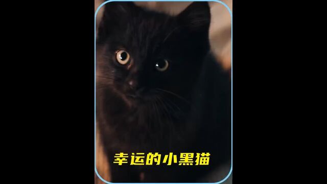 一只没人要的小黑猫,却被老爷爷带回了家