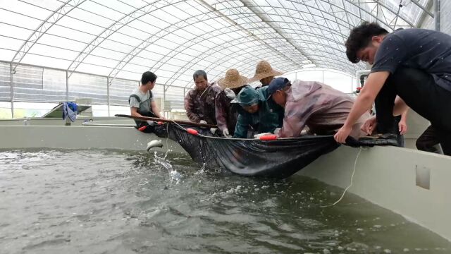 不再受限水域,陆基圆池养殖让养鱼更自由