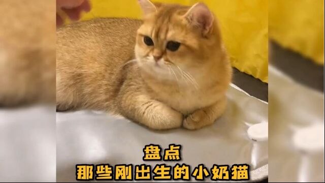 盘点那些刚出生的小奶猫