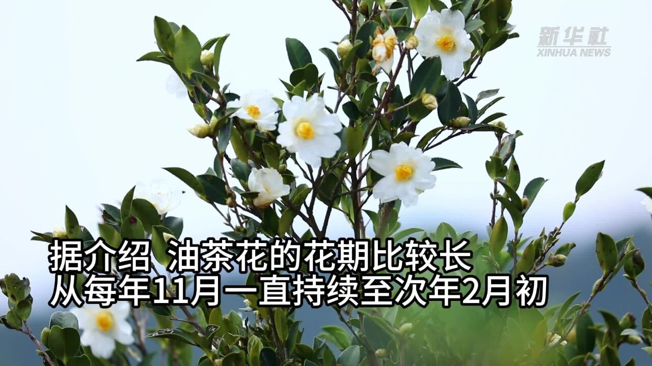 湖南茶陵:油茶花开兆丰年