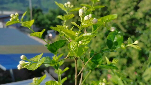 小镇种花日记,茉莉花老桩已经满头花苞啦,新手还是避开老桩吧