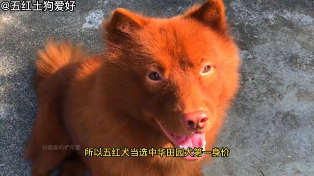 五红犬,中华田园犬第一身价五红犬狗犬种介绍宠物科普宠物知识中华田园犬