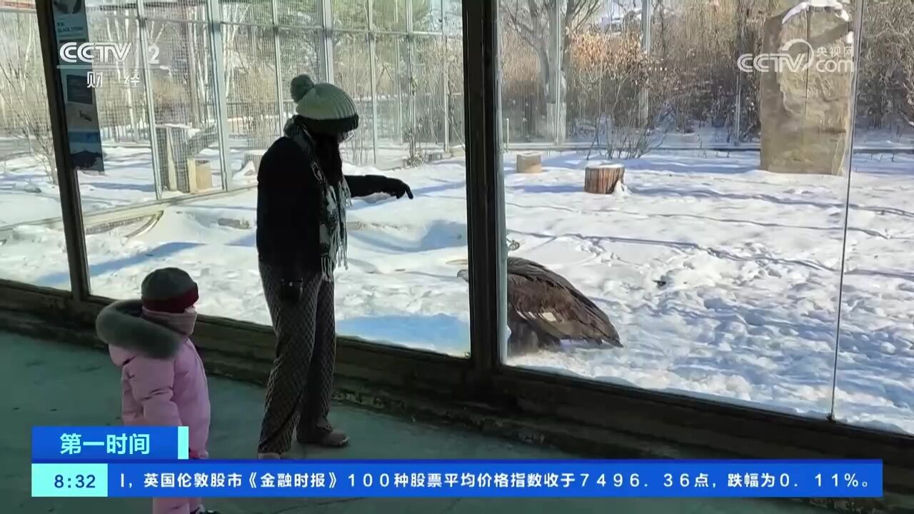 黑龙江齐齐哈尔:秃鹫雪地撒欢视频走红网络