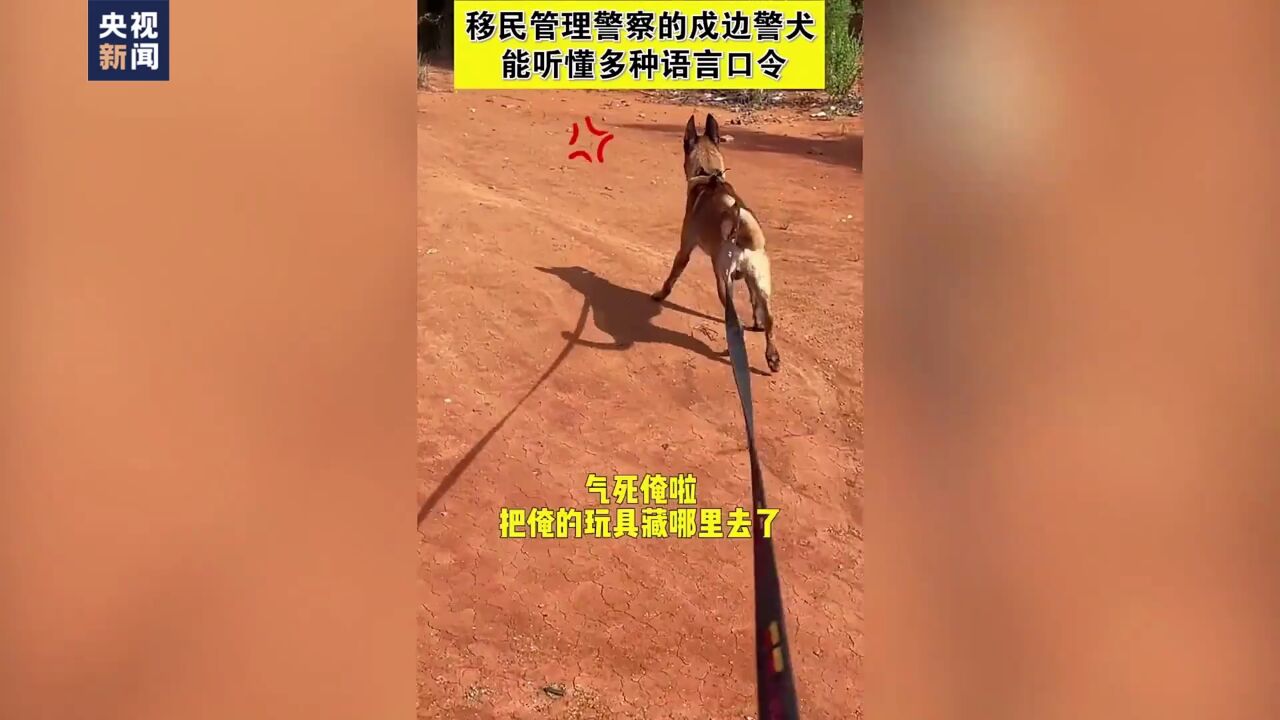 云南警犬能听懂4国语言口令