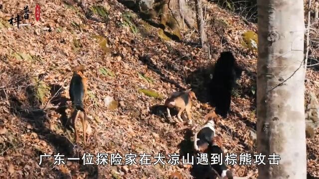 大凉山出现“撵山狼”,能驱赶黑熊、狩猎野猪,它为何如此彪悍?#狗狗#动物#知识分享#科普 2