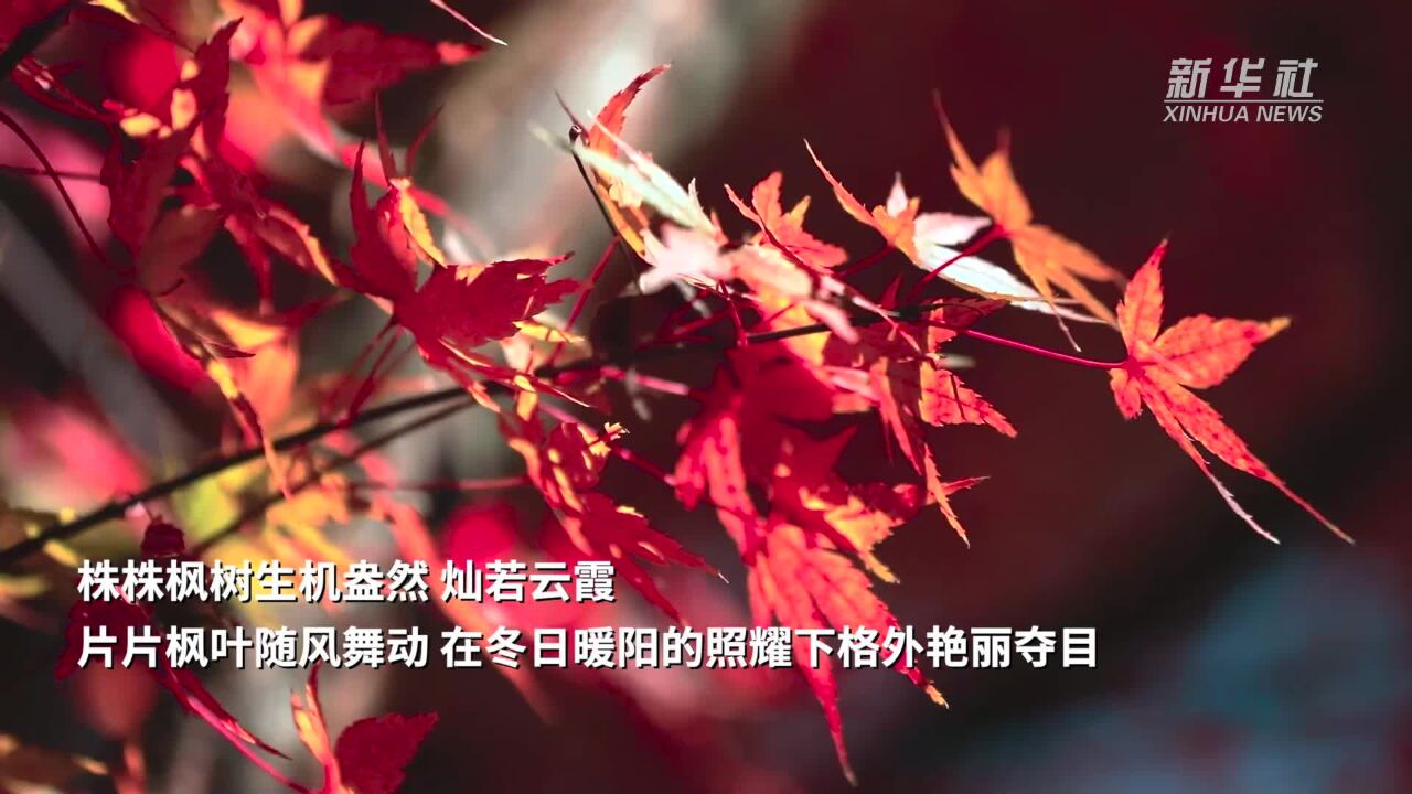 湖南蓝山:又是一年枫红时 “枫”情万种惹人醉