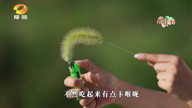 狗尾巴草:它是小米的祖先 因治眼疾被称为“光明草”