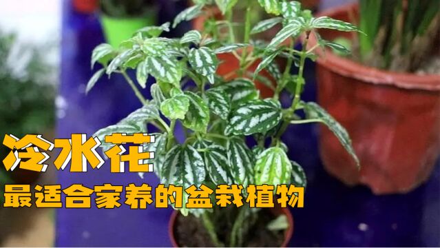 冷水花,名中带水,就知道此花对湿度的要求不低.