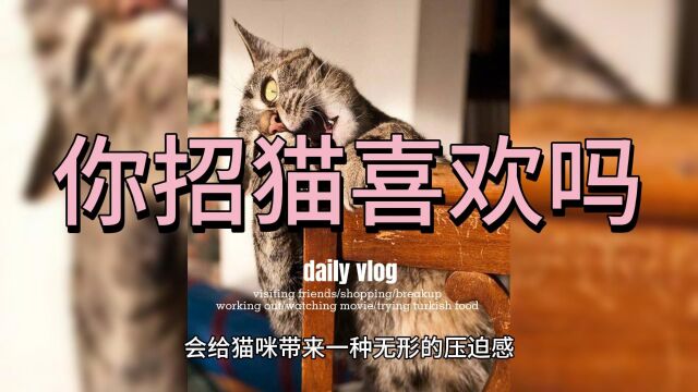 “招猫”喜欢的人,一般有有这几个共同点哦,你有吗?