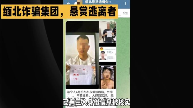 缅北诈骗集团在名为“飞机又叫电报”的聊天软件上发布悬赏令!!!