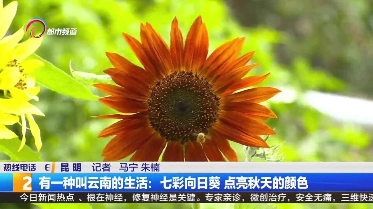 有一种叫云南的生活:七彩向日葵 点亮秋天的颜色