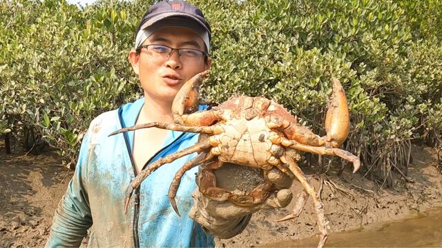 一个月没去秘密赶海地,螃蟹多到嚣张横行,渔夫随便抓十几只大货