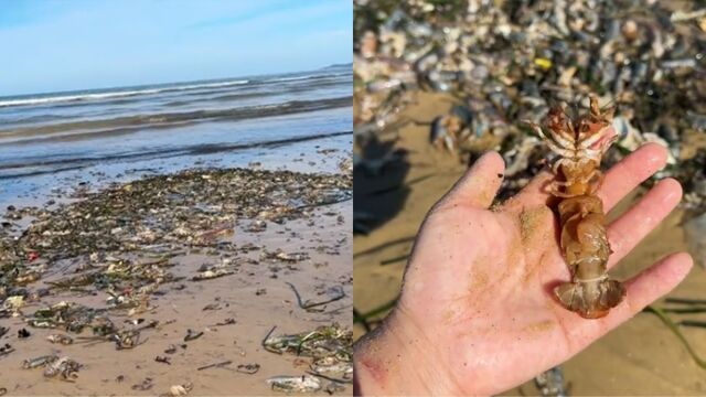 烟台海滩大风后退潮现大量泸沽虾:满沙滩都是,有人捡了5大袋