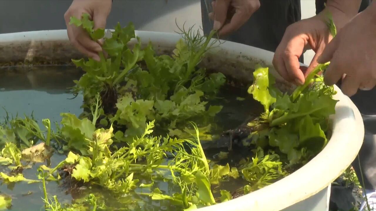 庐山植物园团队野外发现极危物种粗梗水蕨植物群落