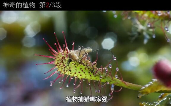 植物捕猎哪家强?盘点那些令人恐惧的食虫植物