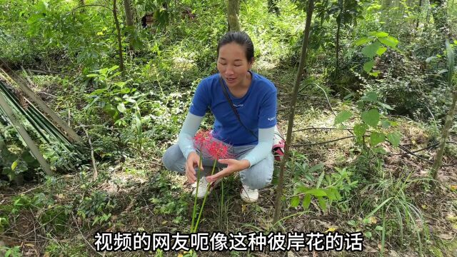 传说盛开在“阴阳两界”彼岸花,看着很漂亮,却没人把它挖回家种