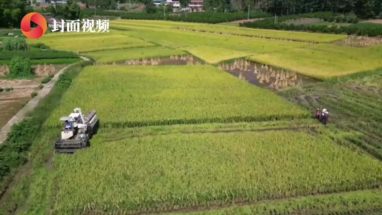 又是一年好“丰”景 四川资阳雁江区水稻收割忙