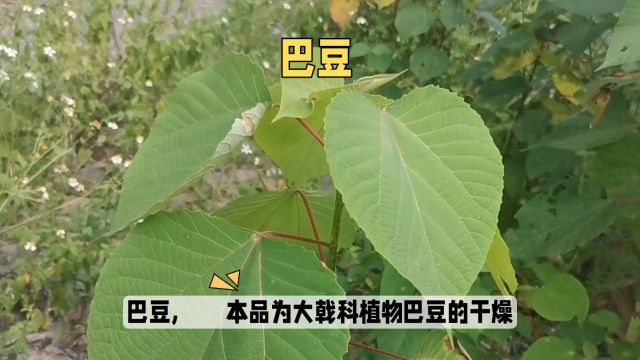 巴豆每天一点中药知识