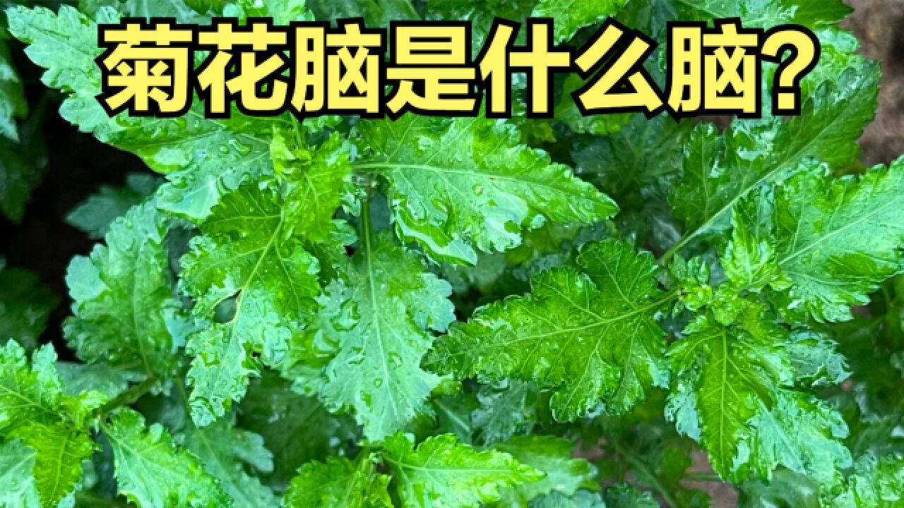 南京传统野菜“七头一脑”中的菊花脑有多美味?菊花脑是什么脑?