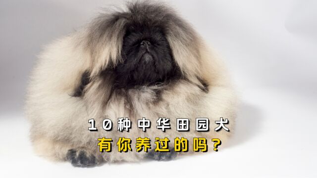 盘点10种中华田园犬,有你曾经养过的吗?