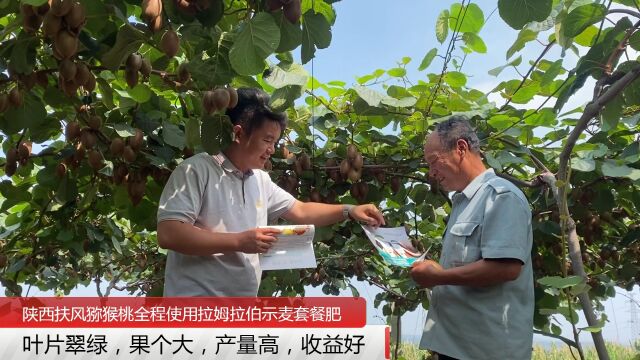 水溶肥陕西扶风猕猴桃全程使用拉姆拉伯示麦水溶肥,果个大,产量高,收益好