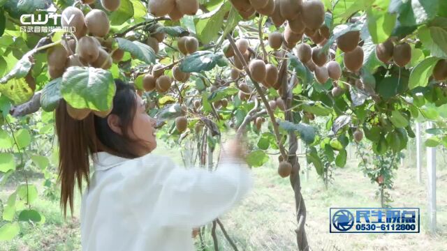 “南果北种” 猕猴桃丰收果飘香