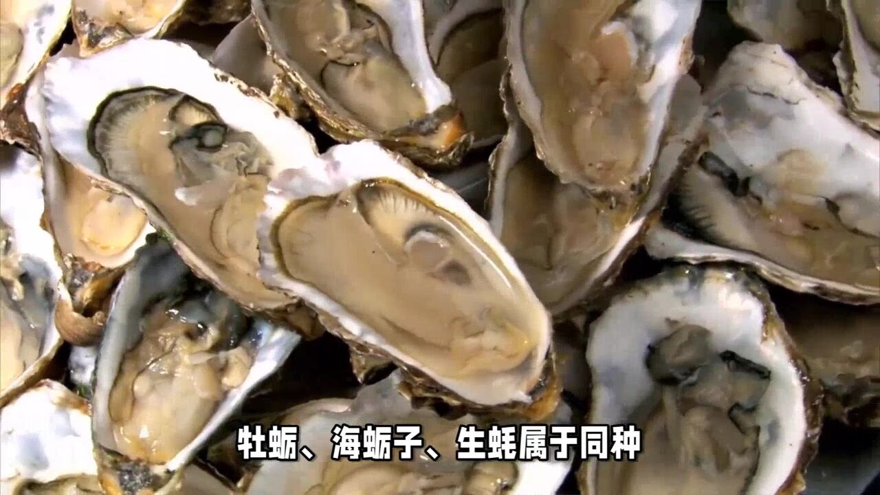 海蛎子和生蚝一样吗?两者有何区别呢?看完不再被商家忽悠了