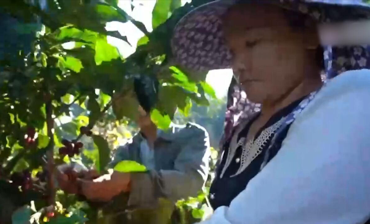 云南普洱:咖啡鲜果进入采摘季,价格稳步上涨