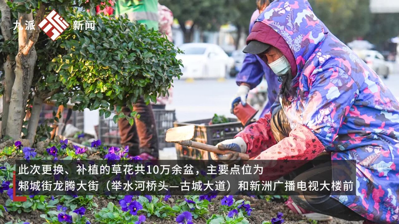 武汉新洲穿上新衣:10万余盆鲜花让外出的市民回家眼前一亮,花期可持续到五一