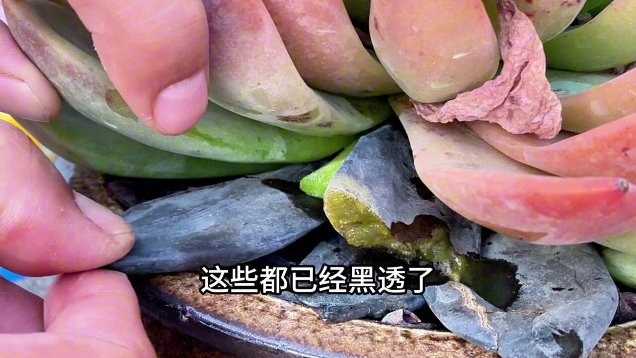 冬云系多肉植物底层叶片容易黑腐,提前切掉更好!