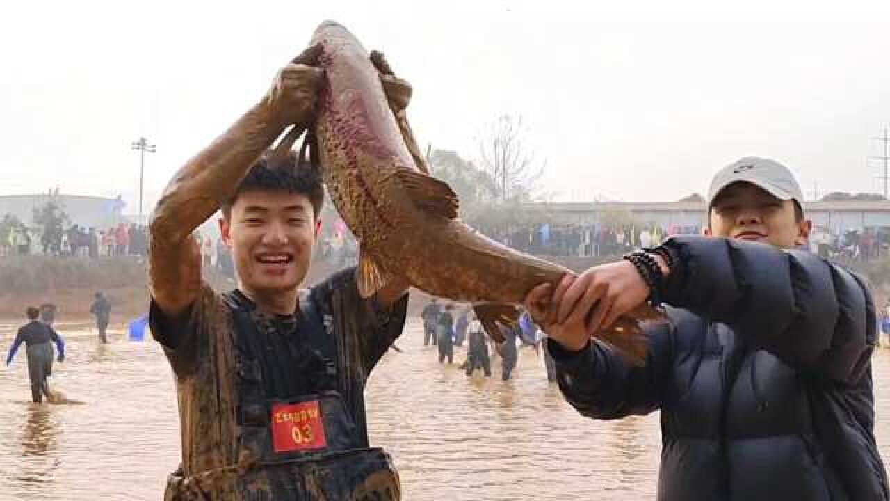 年年有余!高校组织学生下鱼塘捞千斤鱼,做全鱼宴师生免费吃