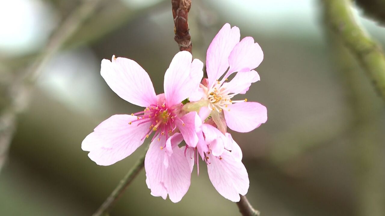 春色盎然美如画,揭阳樱山花谷景区花海醉游人