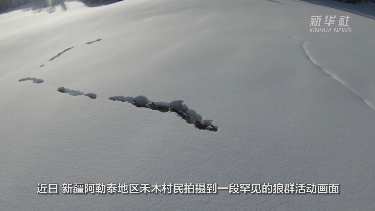 罕见!狼群“打地道”刨雪前行