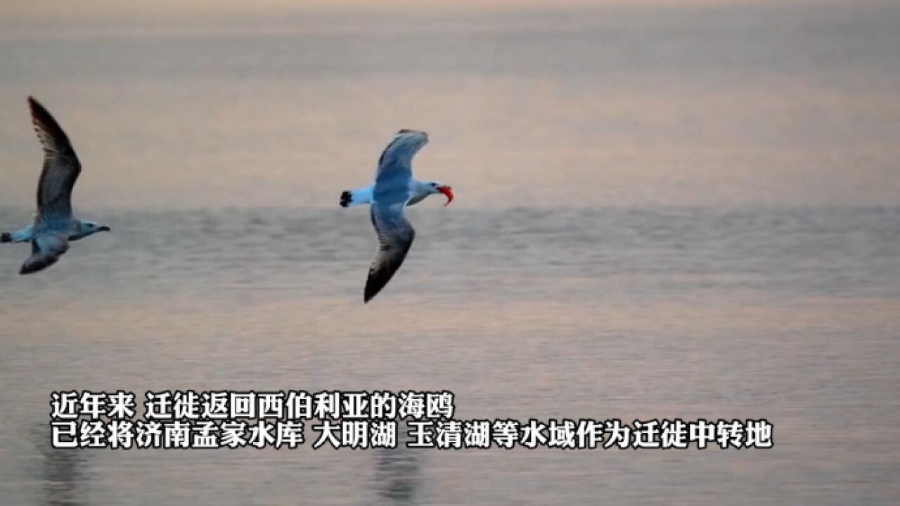 果然视频|西伯利亚海鸥落脚济南的背后:生态环境好了,生物多了