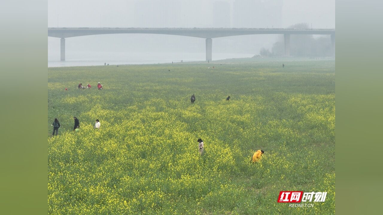 油菜花开,踏青去!