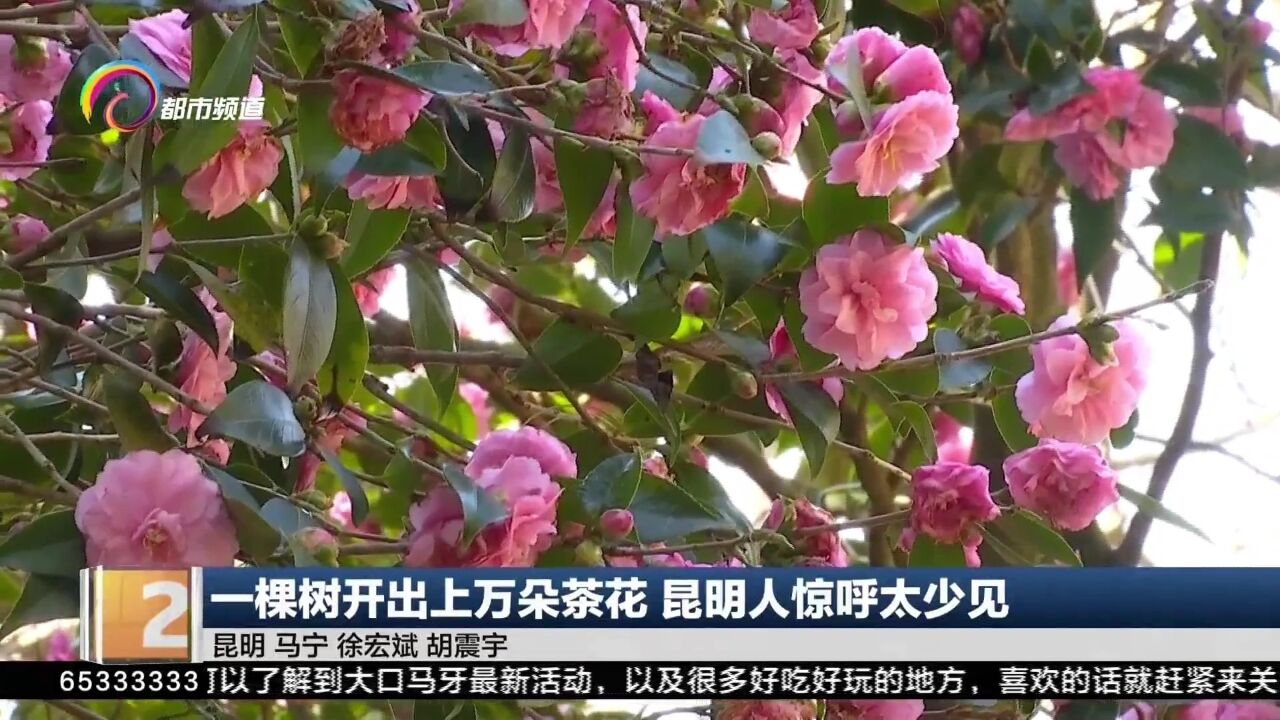 一棵树开出上万朵茶花 昆明人惊呼太少见