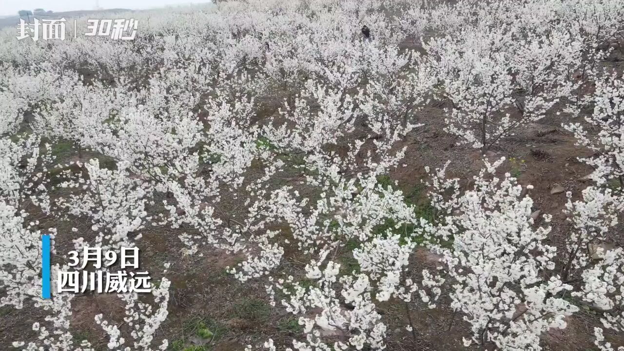 四川樱桃:3月赏花4月品果