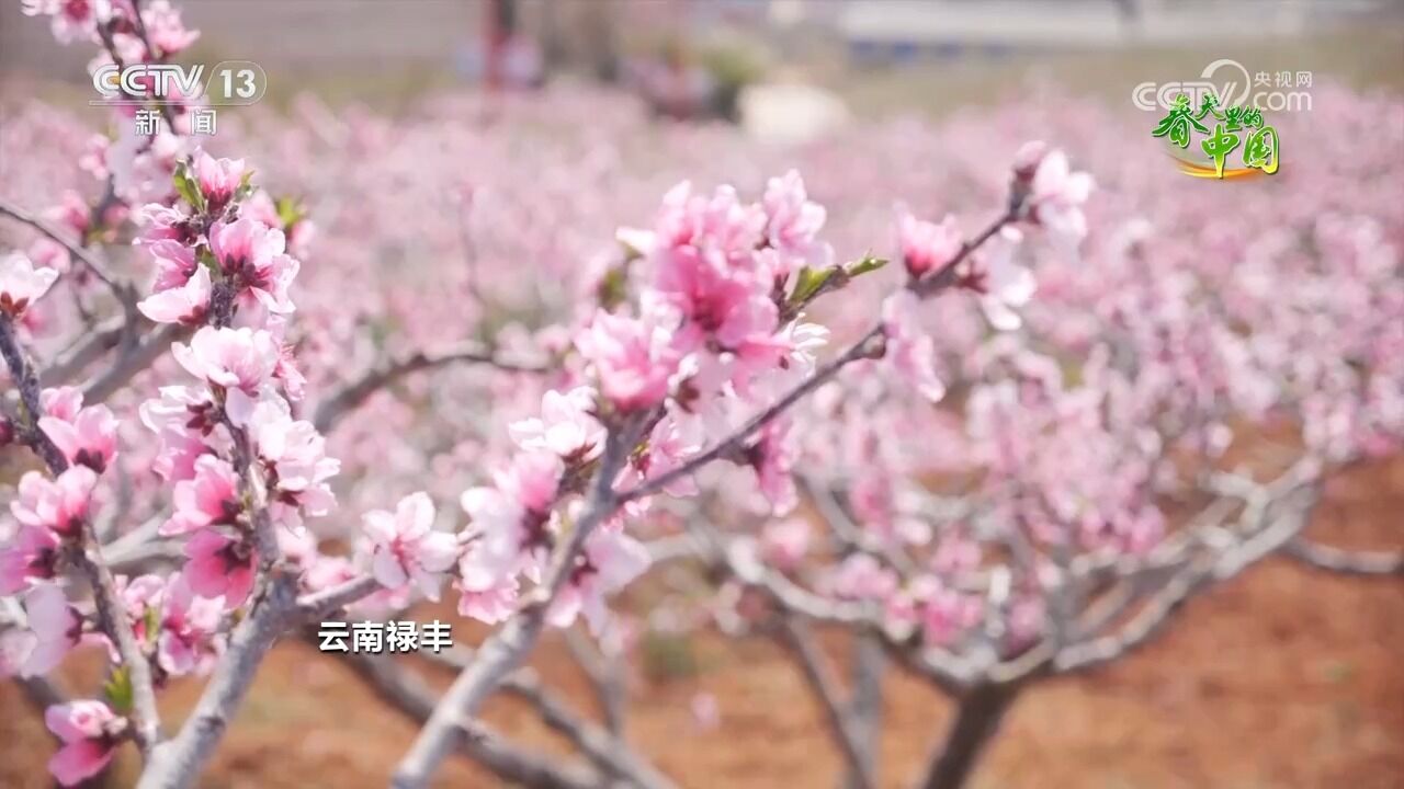 春天里的中国,桃花美景