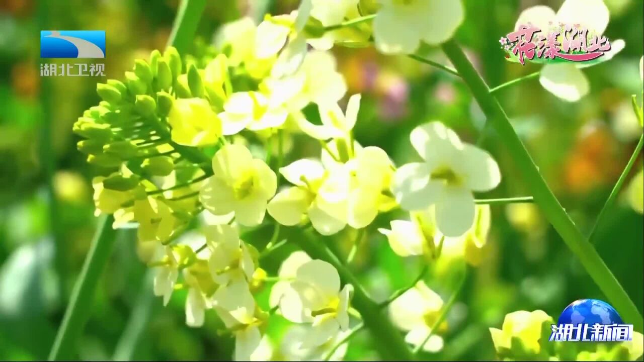 “花漾湖北”丨花海连片 春意盛放